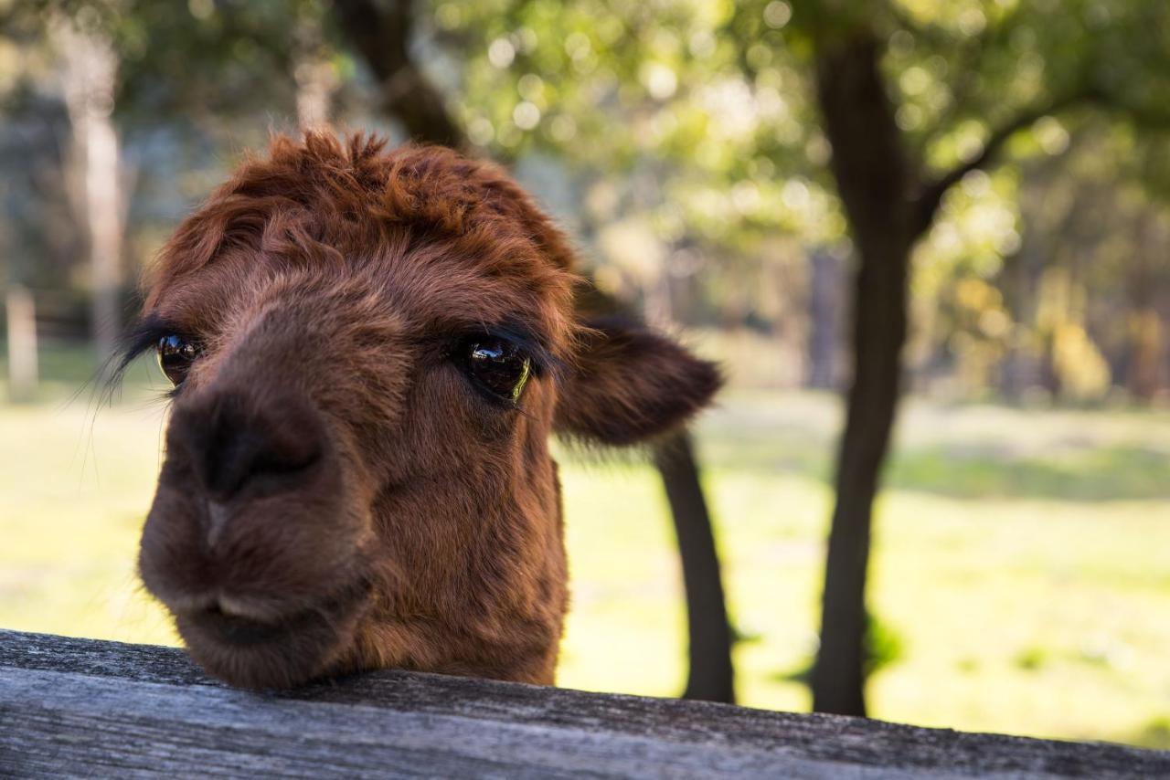 Old Chilli Daylesford Bed & Breakfast エクステリア 写真
